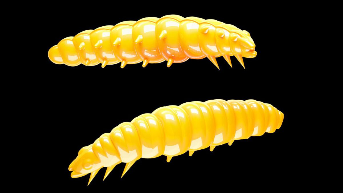 Larva 007 YELLOW-jpg Larva 007 YELLOW.jpg